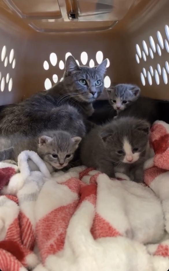 Butterscotch and Her Babies