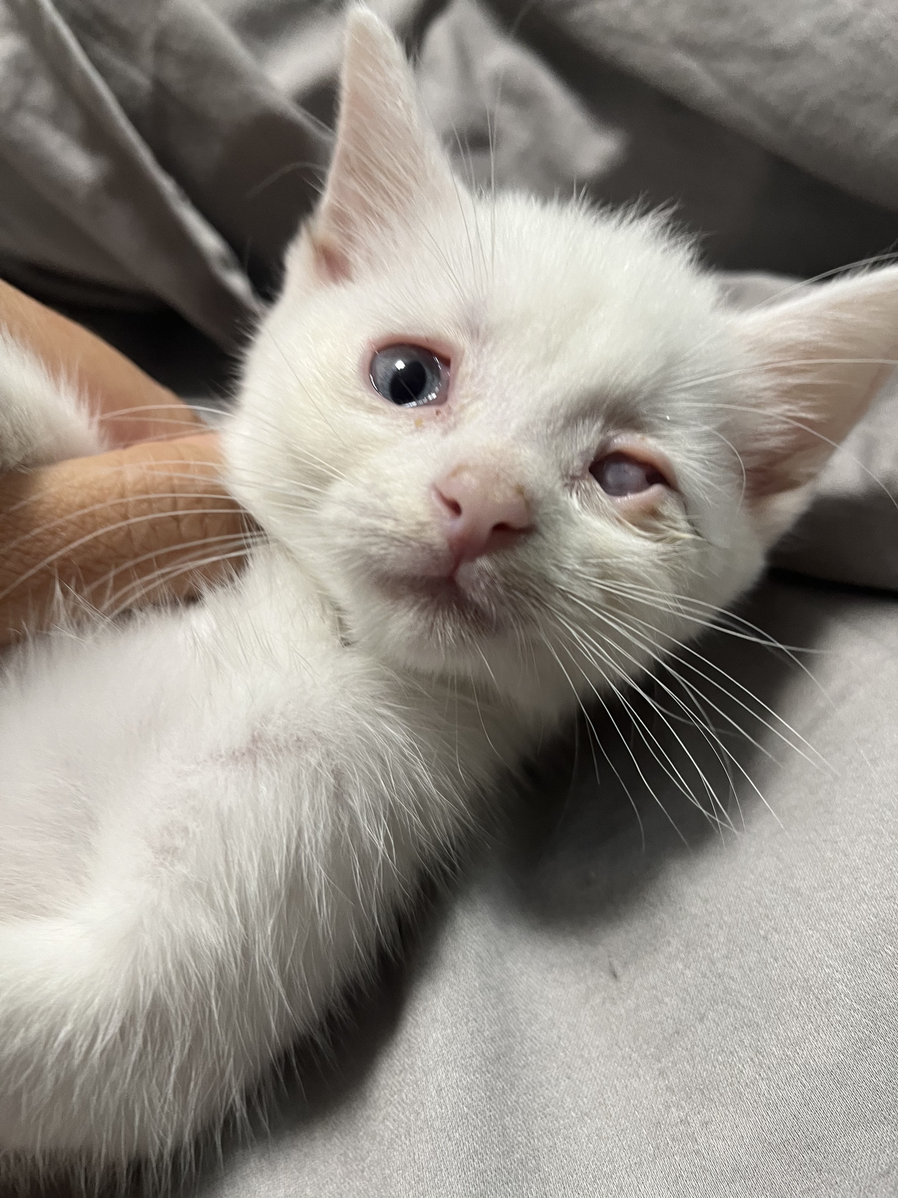 Cotton!