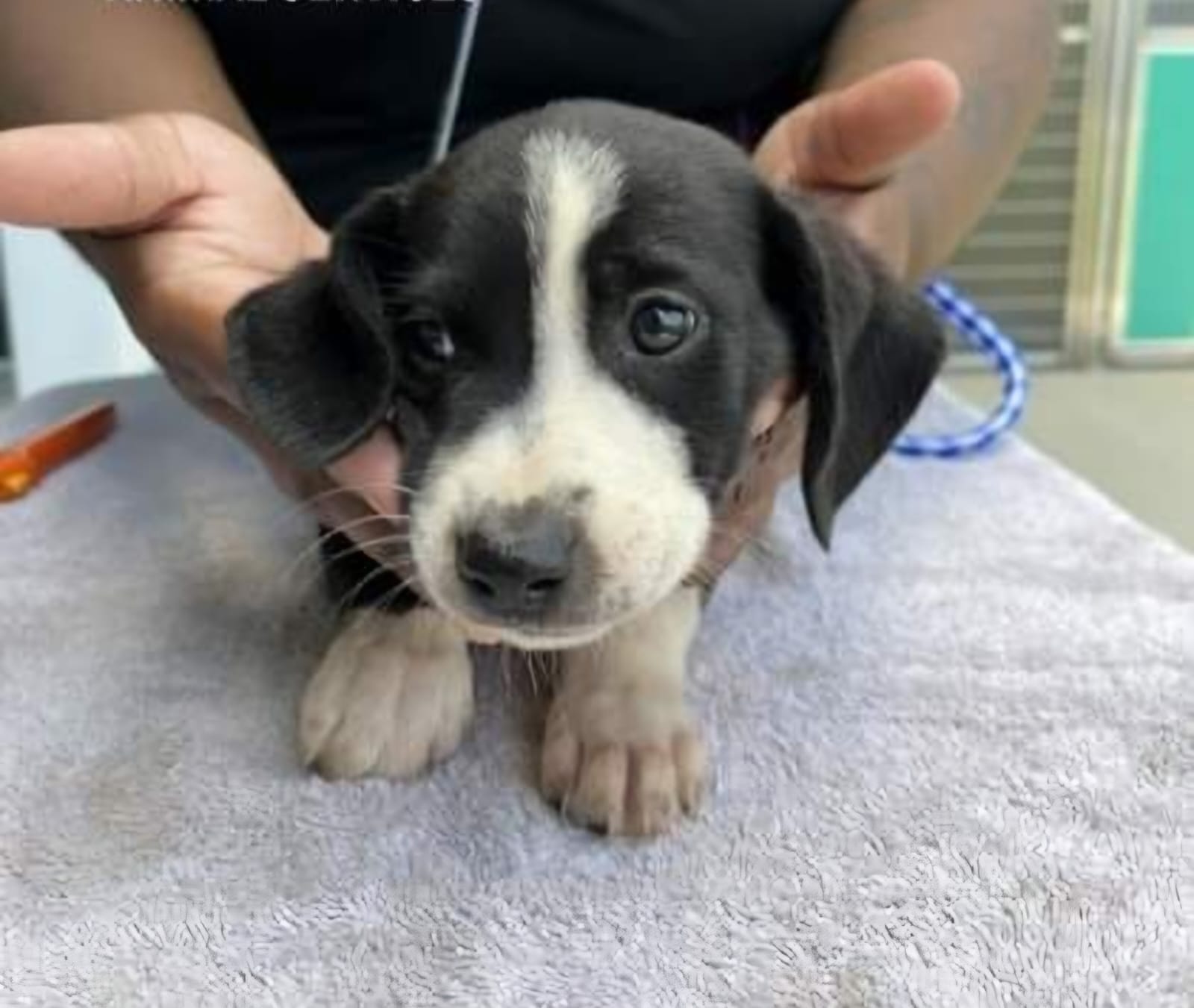 2 puppies