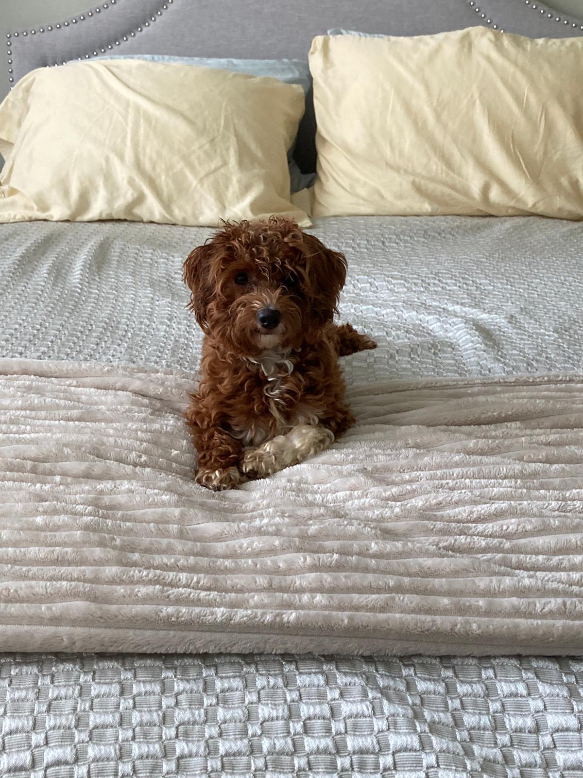 Poppy!