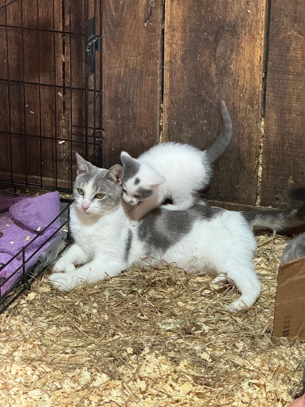 Polly and her Kittens!