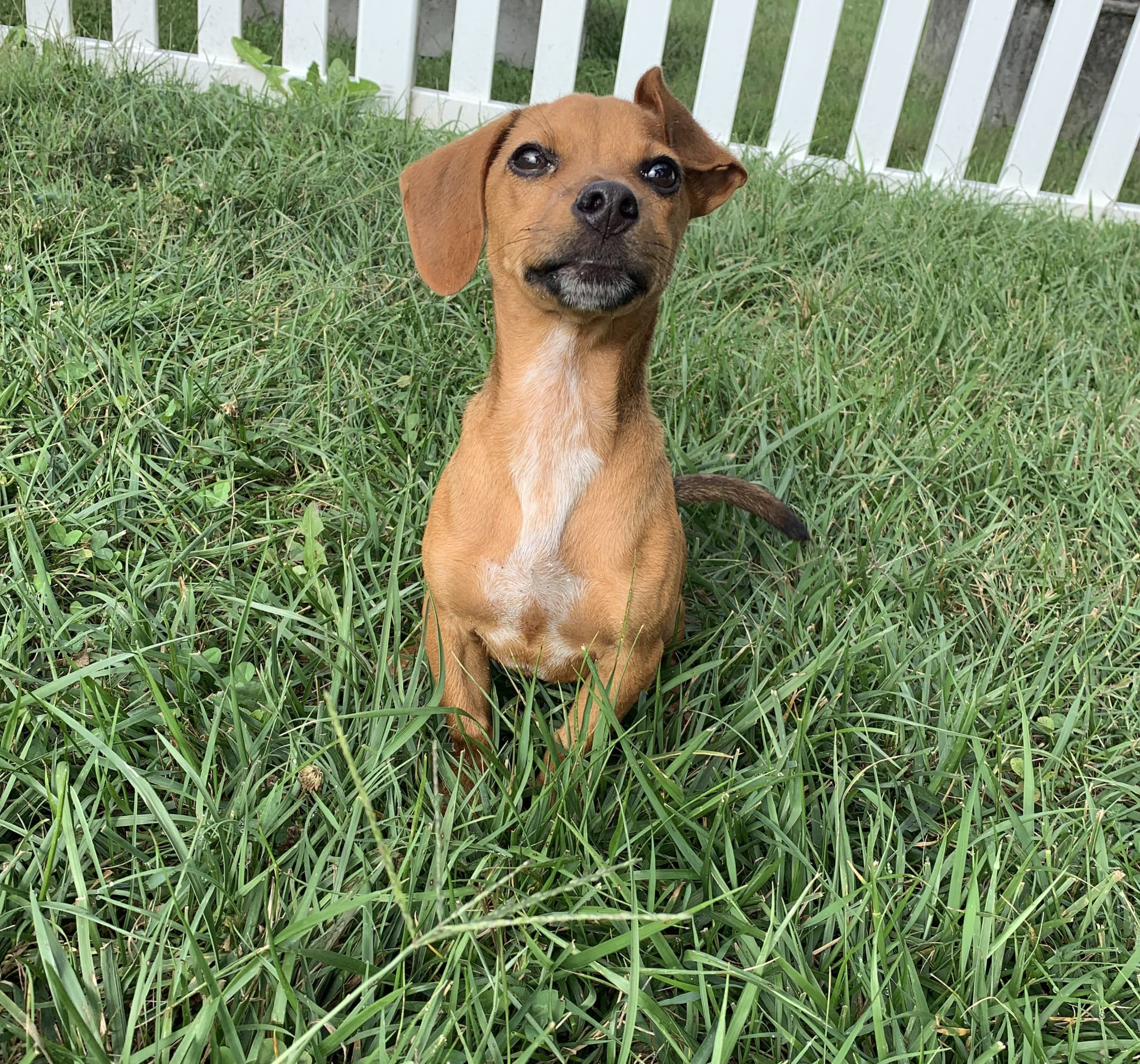 Watson!