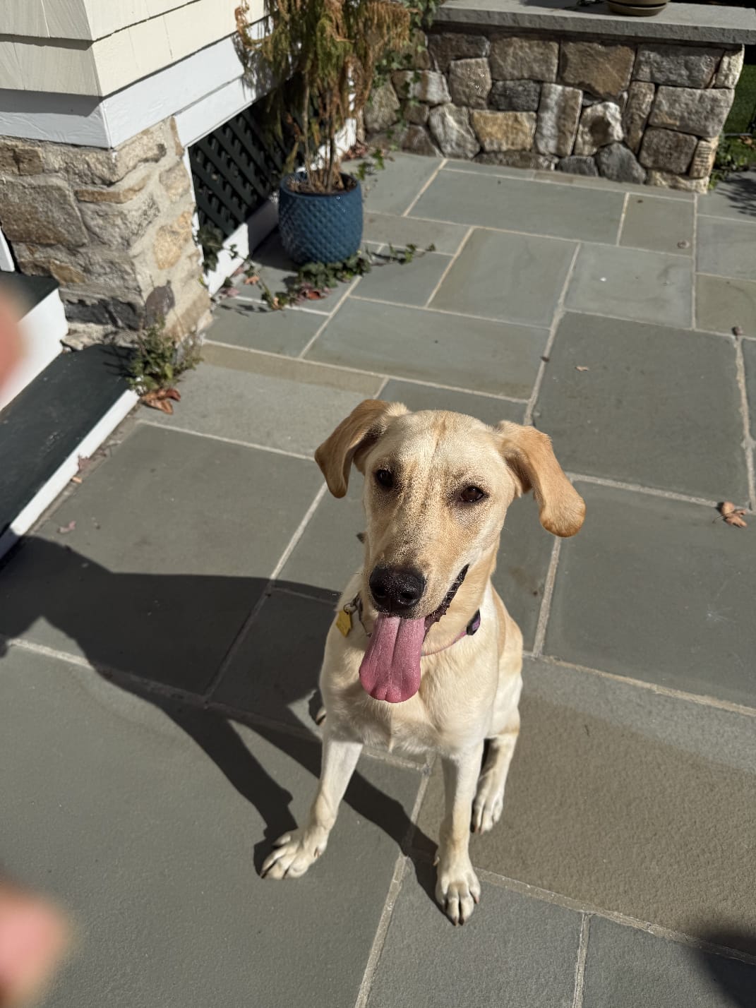 Ollie!