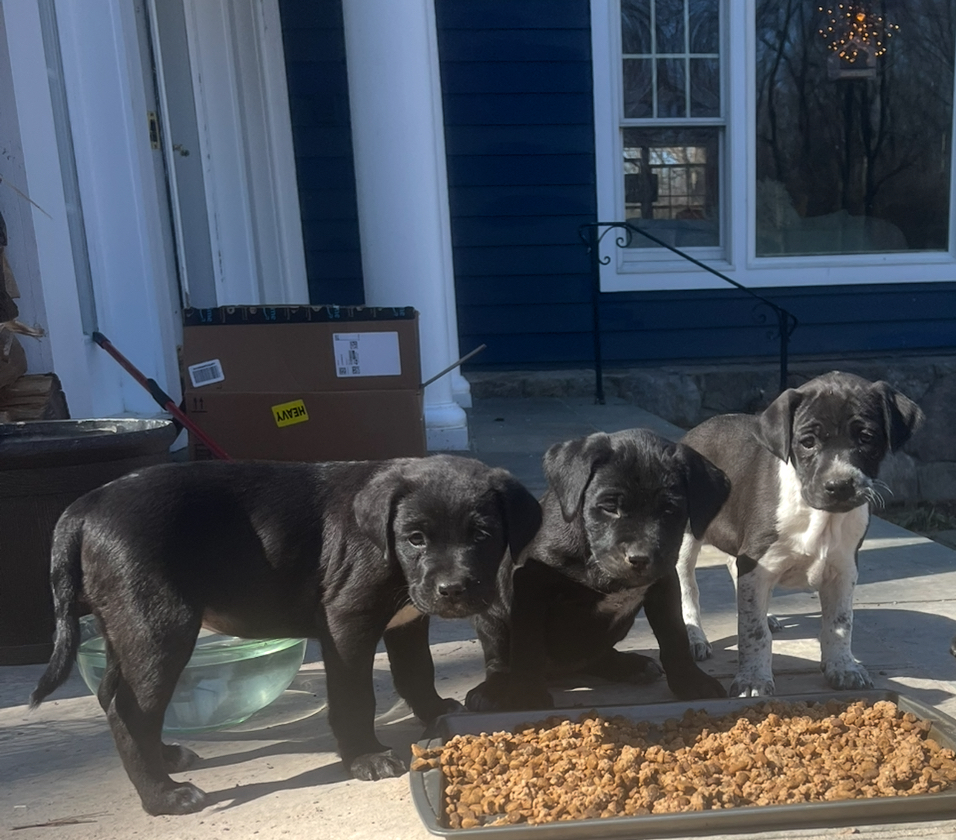 Remmi’s Puppies!