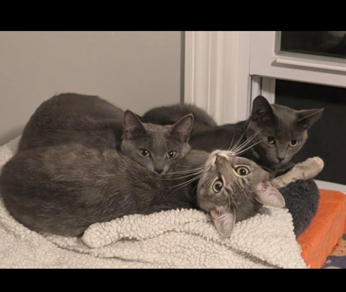 Mica, Rhody, and Skylar!
