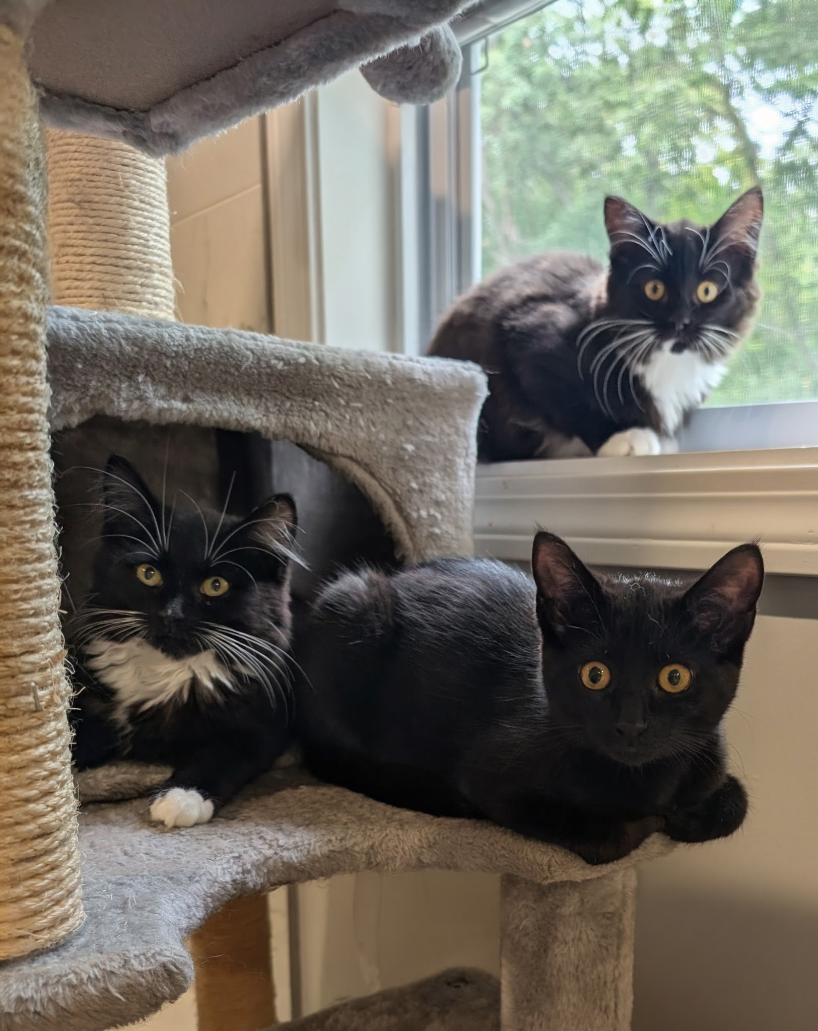 Lily, Sapphire, and Ash